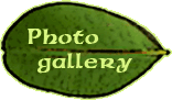 Fotogalerie