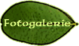 Fotogalerie